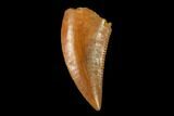 Serrated, Raptor Tooth - Real Dinosaur Tooth #158943-1